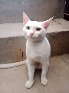 5 months single code cat vaccinated odd eyes active and white