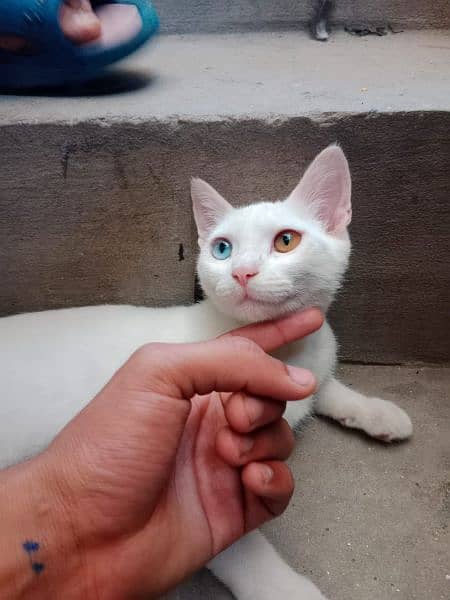 5 months single code cat vaccinated odd eyes active and white 1