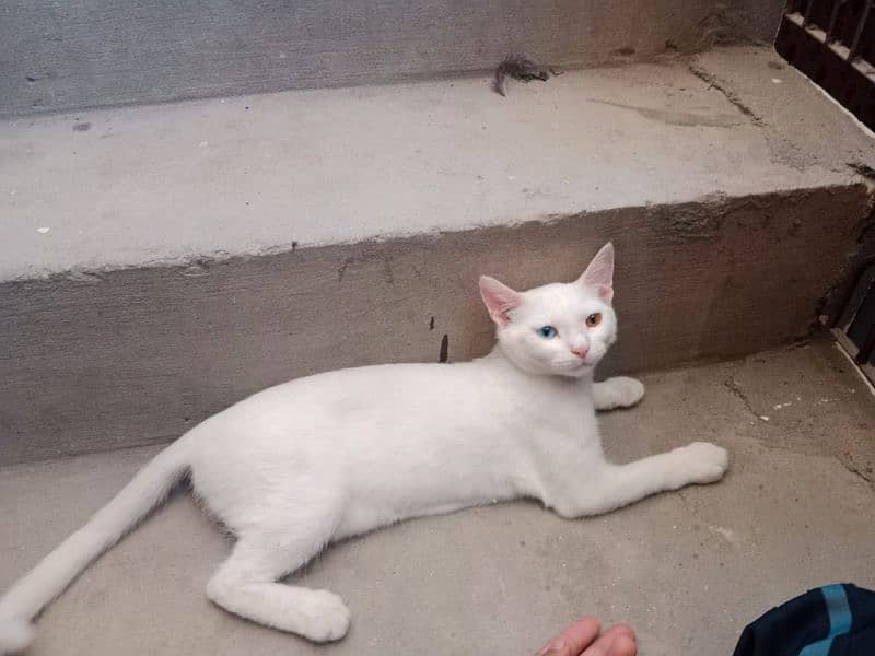 5 months single code cat vaccinated odd eyes active and white 2