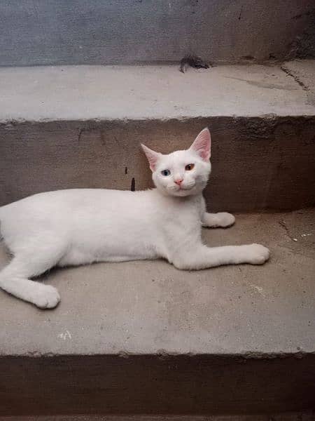 5 months single code cat vaccinated odd eyes active and white 3