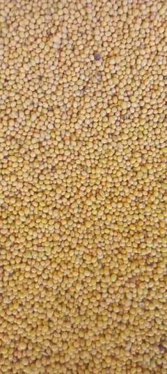 soya been seed verity rawal 1 for sale @  310 per kg 0