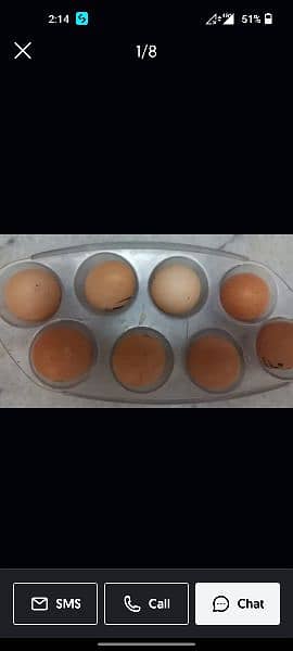 Heera aseel chicks and eggs 2