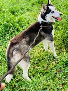 husky seiberian female dog long coat 10 mounth age 0