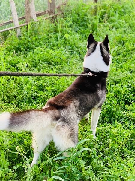 husky seiberian female dog long coat 10 mounth age 1