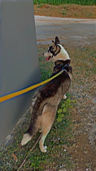 husky seiberian female dog long coat 10 mounth age 2
