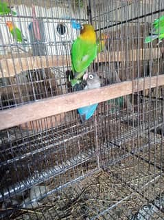 Lovebirds fisher, healthy and active green love birds use