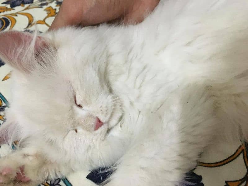 6 month kitten Persian long hair healthy mail full white. 2