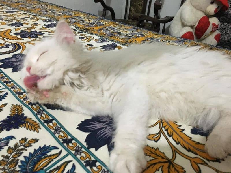 6 month kitten Persian long hair healthy mail full white. 3