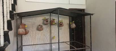 A large size Strong iron bird cage with 20 Australian Parrots