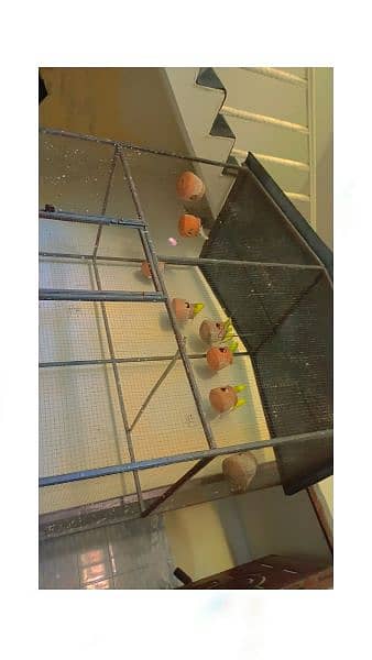 large size Strong iron bird cage with 16 Australian Parrots 6