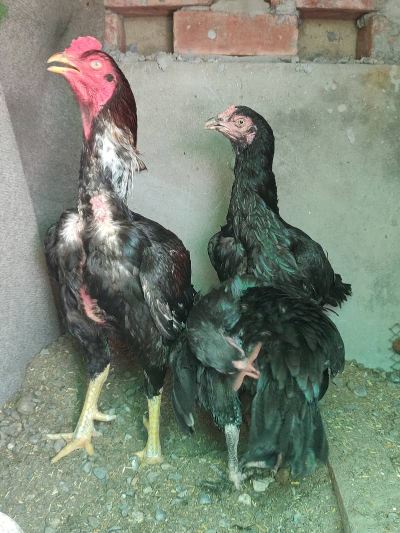 Mianwali Aseel Chicks High Quality 11