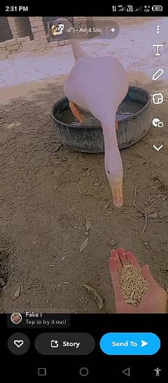 big white duck pair for sale contact number 03412136494 only whtsapp