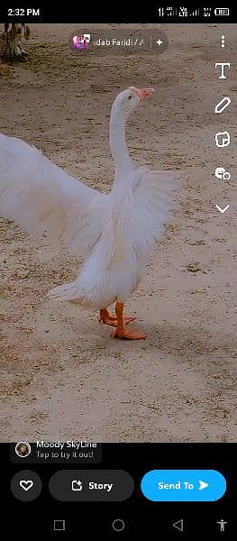 big white duck pair for sale contact number 03473980804 only whtsapp 1