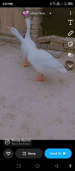 big white duck pair for sale contact number 03473980804 only whtsapp 2