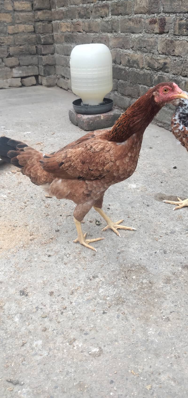 Krook hen for sale 1