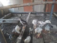 assel chicks age one month 1200 per piece  mushka and hera chicks