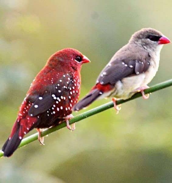 cocktail munia and strawberry finches for sale 2