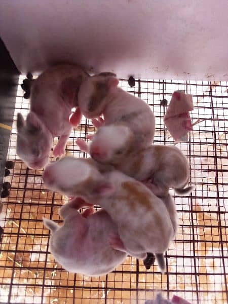Rabbit breeder female with Bunnies for sale 2