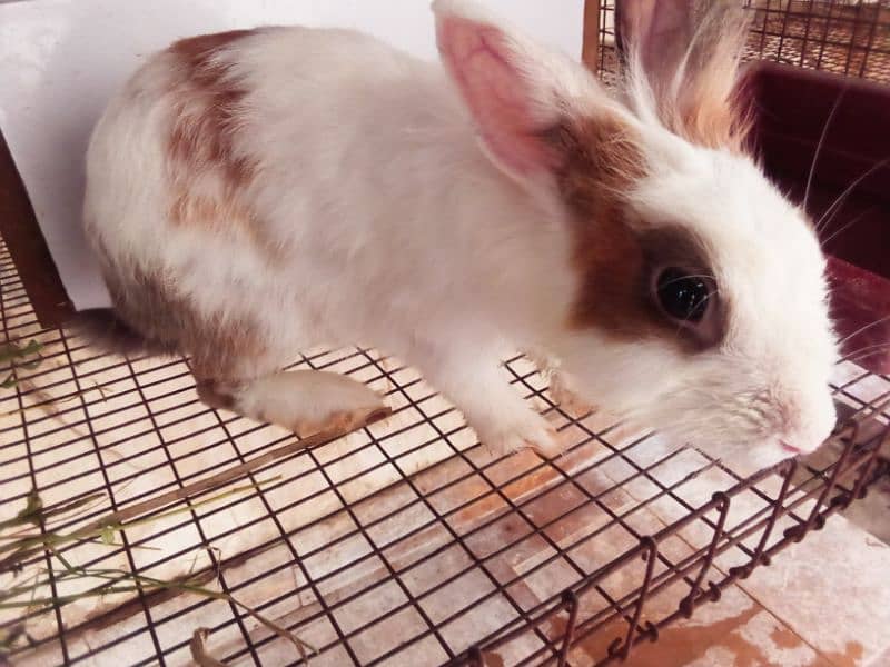 Rabbit breeder female with Bunnies for sale 4