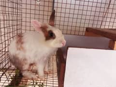 Rabbit breeder female with bunnies for sale