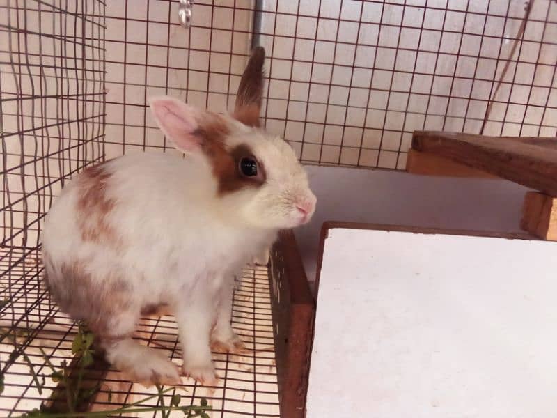 Rabbit breeder female with Bunnies for sale 1
