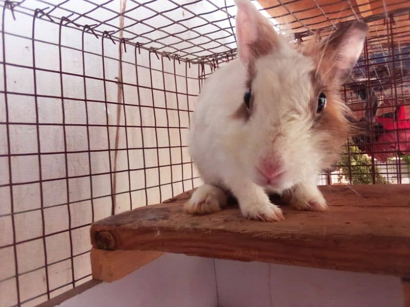 Rabbit breeder female with Bunnies for sale 5