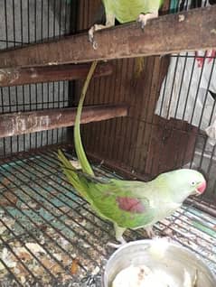 Female Raw Parrot+Cage