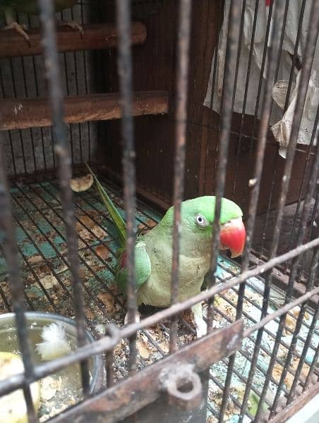 Female Raw Parrot 3