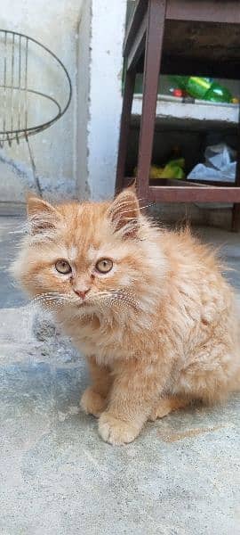 Persian  golden long hair kitten female 0