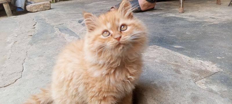 Persian  golden long hair kitten female 1