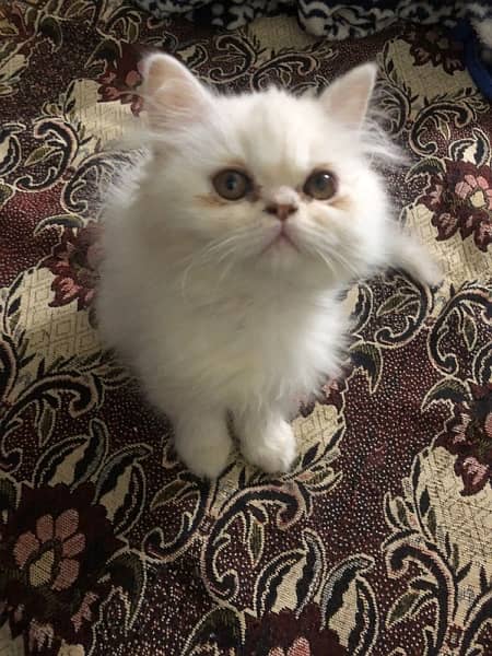 Persian Kittens Pair 3