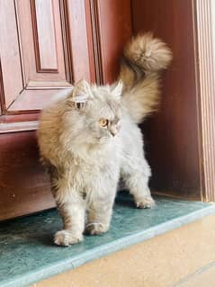 white gray Persian male cat age 5 months triple coat fur 0
