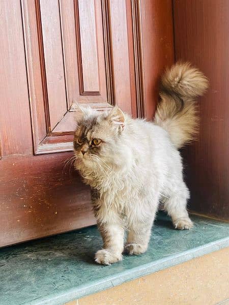 white gray Persian male cat age 5 months triple coat fur 1