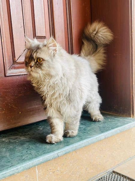 white gray Persian male cat age 5 months triple coat fur 2