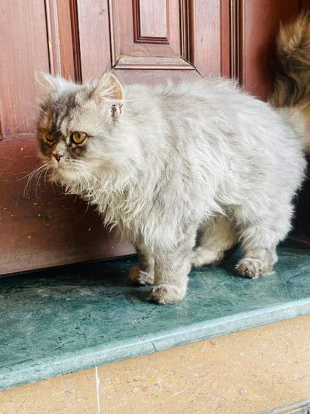 white gray Persian male cat age 5 months triple coat fur 4