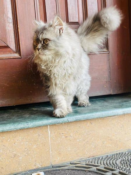 white gray Persian male cat age 5 months triple coat fur 5