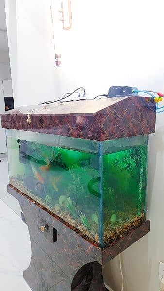 3 feet Aquarium with fish 2