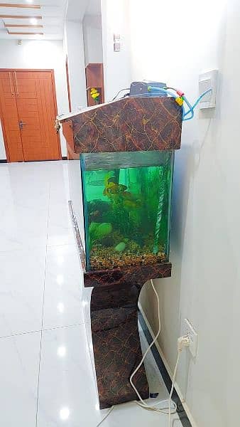 3 feet Aquarium with fish 3