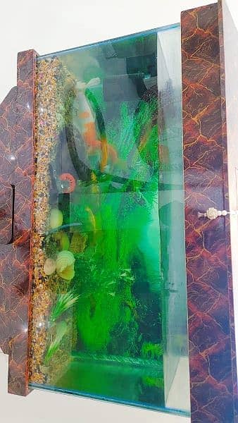 3 feet Aquarium with fish 4