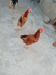 golden misri egg laying hens