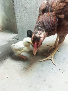 aseel Madi with 2 chicks for sale