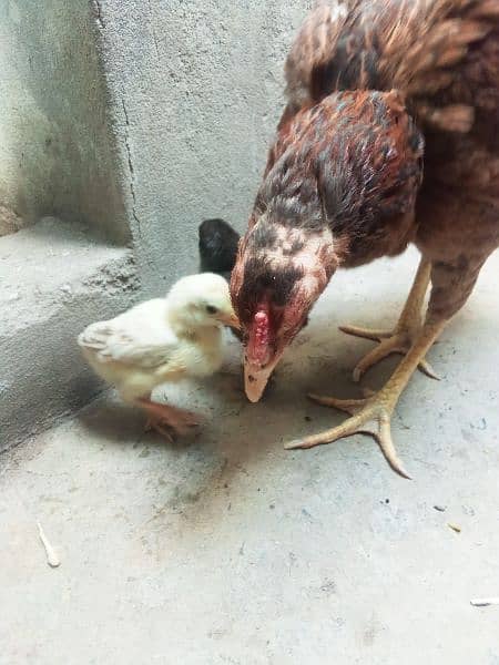 aseel Madi with 2 chicks for sale 0