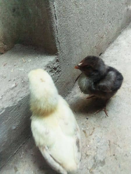 aseel Madi with 2 chicks for sale 1