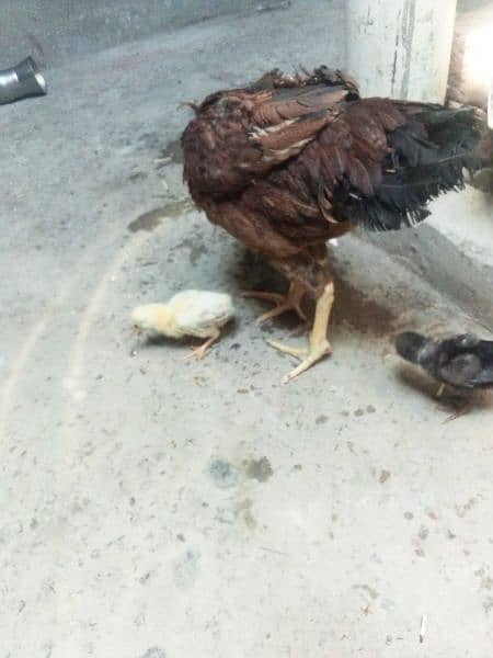 aseel Madi with 2 chicks for sale 3