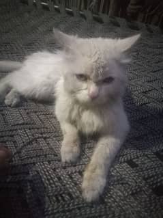 Turkish cat male for sale 0