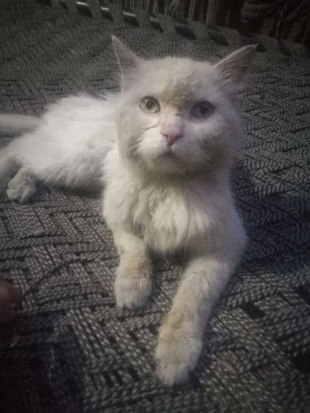 Turkish cat male for sale 1