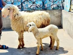 Female sheep and her daughter
