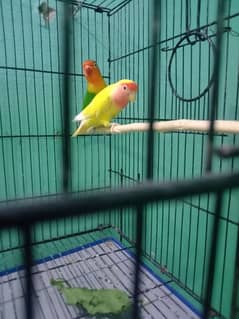 love birds breeder pairs and pathy for sale 0
