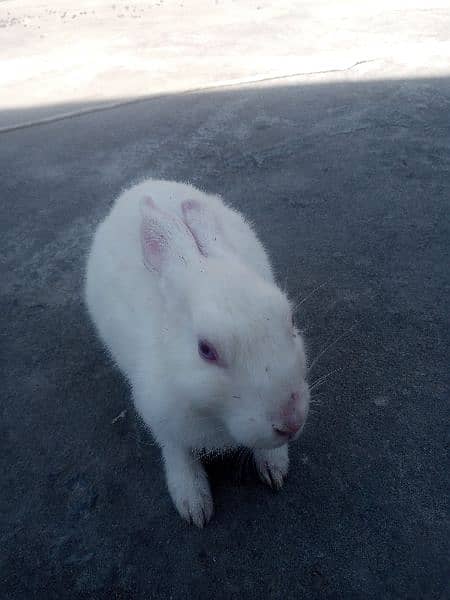 White Rabbits 0