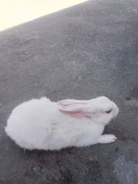 White Rabbits 1